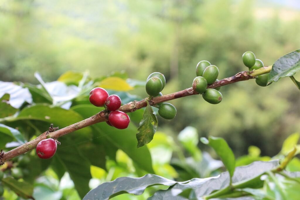 Granos de café maduros en una finca cafetera del Eje Cafetero