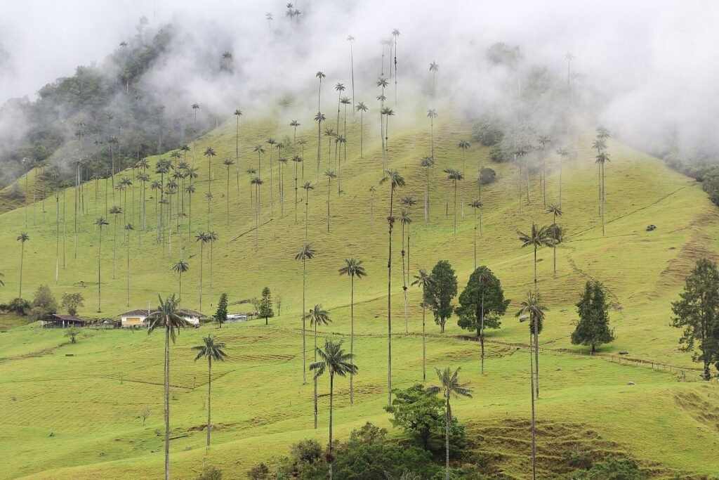 Palmas de cera en el Valle de Cocora, Salento, Quindío